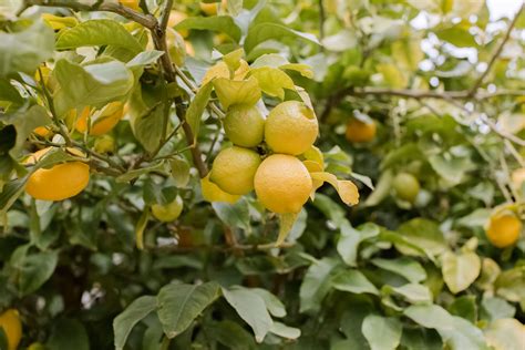 How to Grow Lemon Trees