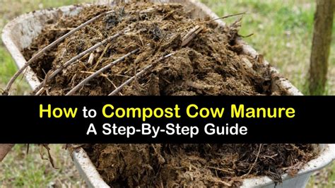 Cow Manure Compost - Best Practices for Composting Cow Poop