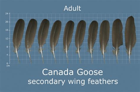 How to Identify Goose Feathers - Ultimate Guide On Recognizing Goose ...