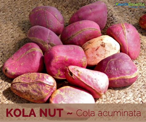 Kola nut Facts and Health Benefits