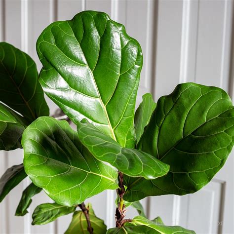 Fiddle Leaf Fig Tree - Growing this Stunning Houseplant | Hearth and Vine