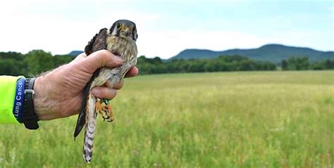 Kestrel Nest Box Project: 2020 Season Report - Kestrel Land Trust