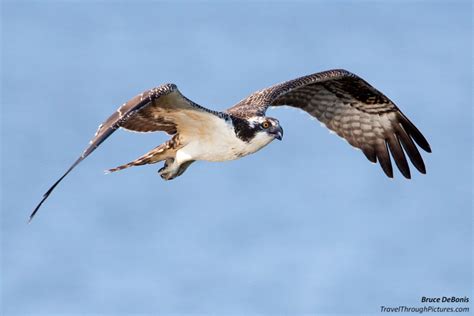 Osprey | Galleries | Travel Through Pictures . com