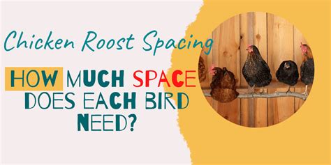 Chicken Roost Spacing (How Much Space Do Each Bird Need?) | Hutch and Cage