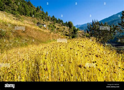 Millet field ready to harvest, farmers house in the back Stock Photo ...