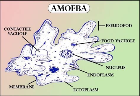 Amoeba Cell