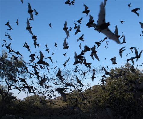 Mexican Free-Tailed Bat - Covenant Wildlife