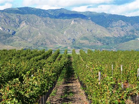 10 Sicilian wine producers to look out for – Food and Wine Gazette