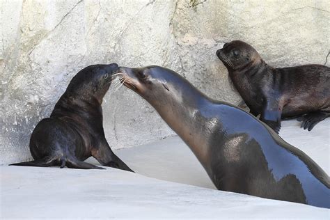 2 California Sea Lion Pups Debut at Brookfield Zoo | Chicago Tonight | WTTW