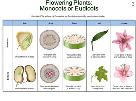 Angiosperm Monocot Examples