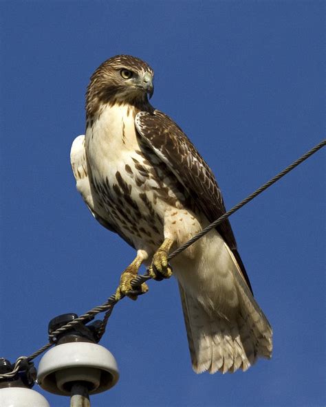 Juvenile Red-tailed Hawk Photograph by Eric Mace - Pixels