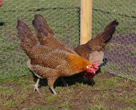 About Sicilian Buttercup Chickens: Beautiful Birds Sporting a Crown