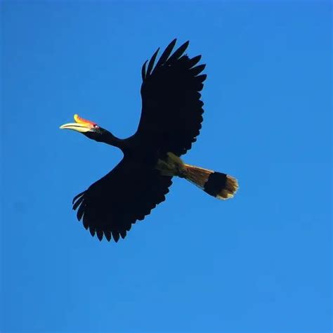 Rhinoceros Hornbill - Facts, Diet, Habitat & Pictures on Animalia.bio