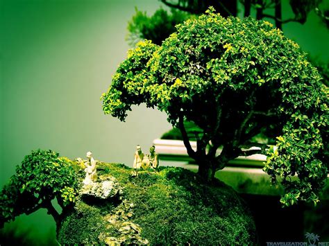 Bonsai Tree Wallpaper (67+ images)