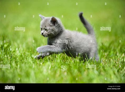 British Shorthair cat British Blue kitten running lawn Stock Photo - Alamy