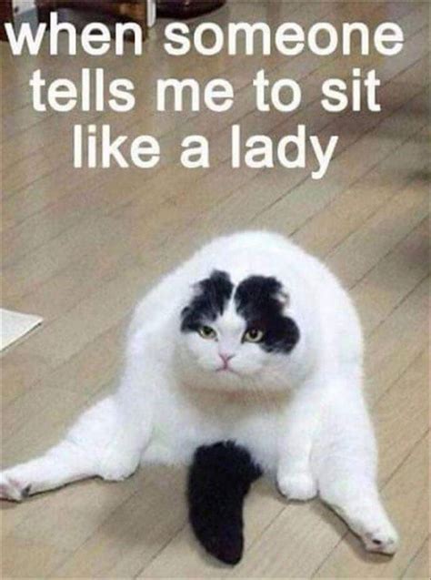 55 Funniest Cat Memes Ever Will Make You Laugh Right MEOW!