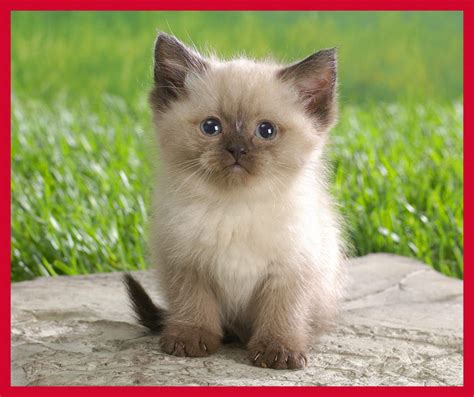 Kitty World: Cute Ragdoll Kitten