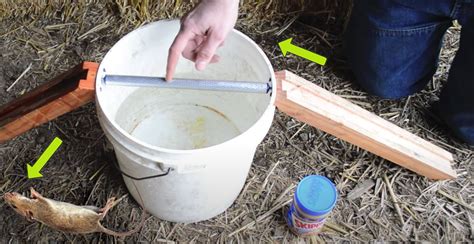 DIY Mouse Trap Uses Peanut Butter, Then Lands Them In A Bucket of Water