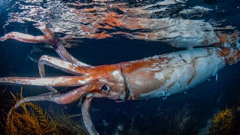 Giant squid: Diver captures stunning photos of rare 8-foot sea creature ...