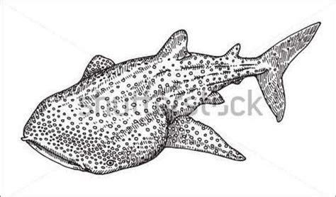 Whale Shark Drawing - When the line you draw doesn't please you, draw ...