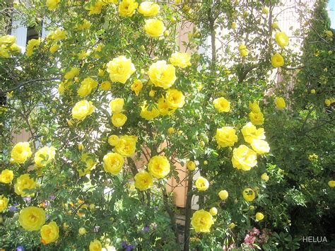 "My Chinese Yellow Rose Bush" by HELUA | Redbubble