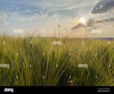 A field of tall grass. View of a paddy field during sunrise, sunset ...