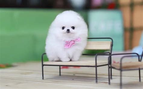 Teacup Pomeranian | Real Truth Behind The Miniature Pomeranians