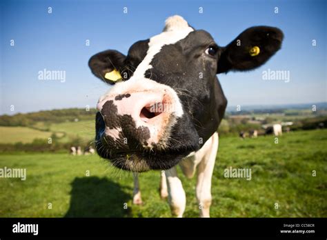 Friesian cow hi-res stock photography and images - Alamy