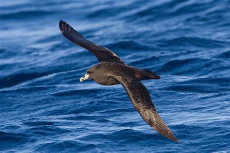 Petrel - Adelaide Ornithologists' Club