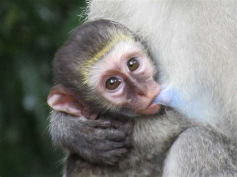 Cute Vervet Baby Monkey - Leopard Walk Lodge | Luxury Safari ...