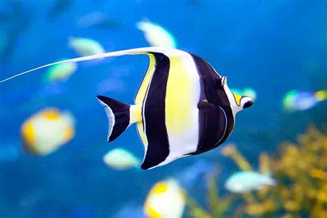 Coral Reef Fish: Discover 15 Beautiful Species | Citrus Reef