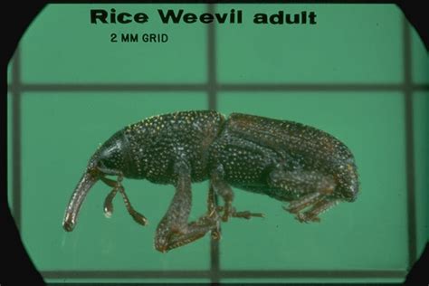 Rice Weevil