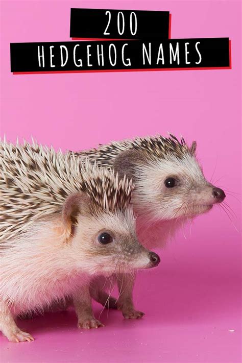 Hedgehog Names - 200 Amazing Ideas For Naming Your Prickly Pal