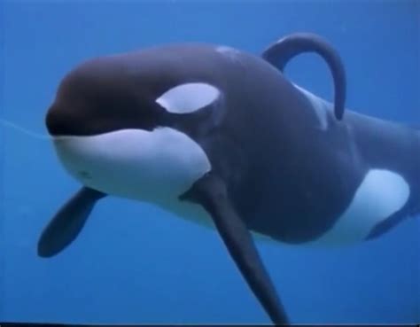 Free Willy Whale Keiko