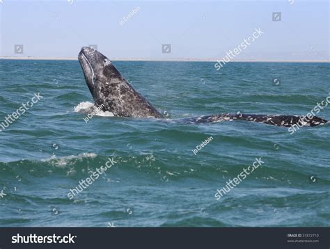 Gray Whale Breaching Stock Photo 31872710 | Shutterstock