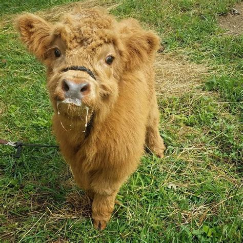 Curious Highland Baby Cow : r/aww