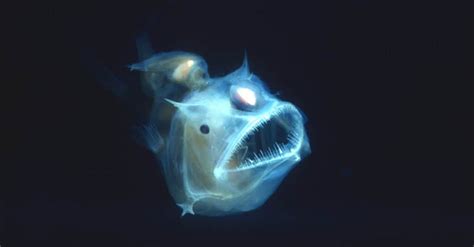 Discover the Largest Anglerfish Ever Caught - A-Z Animals