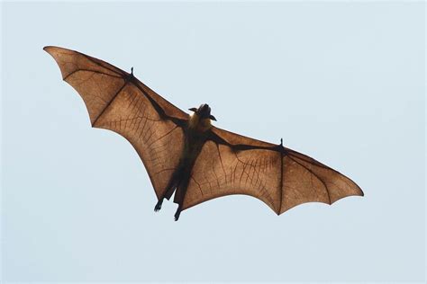 Megabat. #wow | American crocodile, Animal planet, Power animal