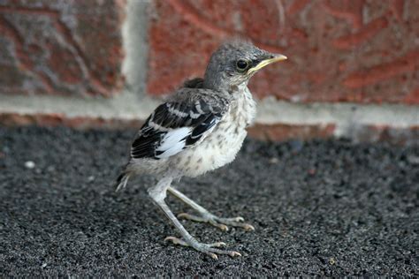 Baby Mockingbird: All The Facts You Need to Know - Bird Nature