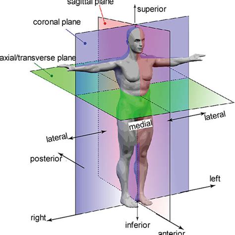 Anatomical Body Planes And Directional Terms Body