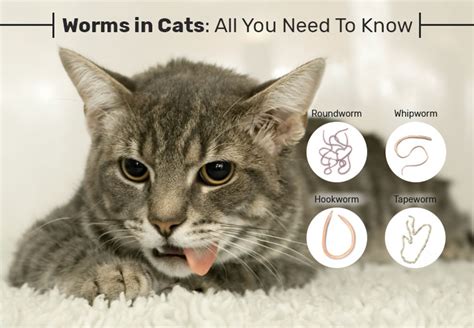 Parasitic Worms In Cats