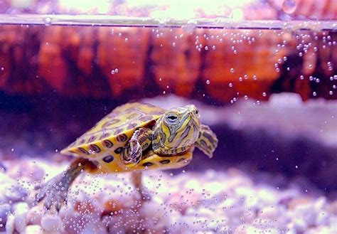 How to Care for Aquatic Turtles (Such as Red-Eared Sliders) - Petful