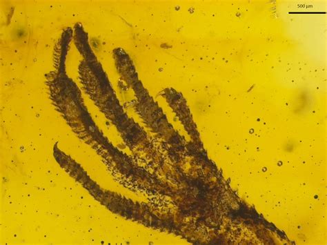 Rare lizard fossil preserved in amber