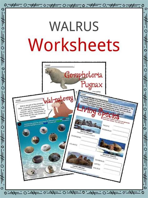 Walrus Facts & Worksheets for Kids | PDF File of Diet, Habitat, Behavior