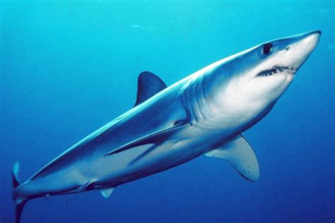 12 Shark Facts That May Surprise You | NOAA Fisheries