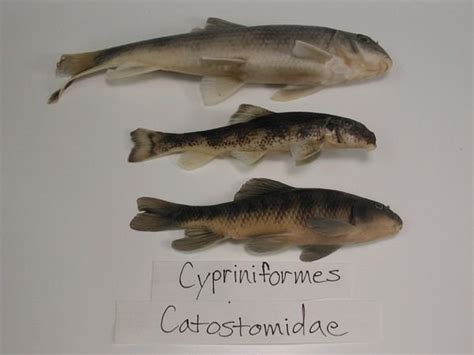 Cypriniformes - Alchetron, The Free Social Encyclopedia