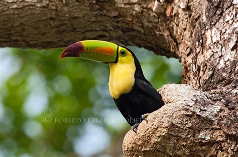 Keel billed toucan, Belize: robertofabbri: Galleries: Digital ...