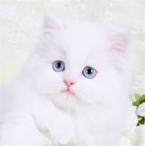 Image - Blue Eyes White Persian Kitten.jpg | Cats Wiki | FANDOM powered ...