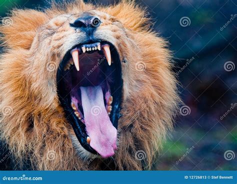 Lion Roar stock image. Image of anger, captive, beast - 12726813