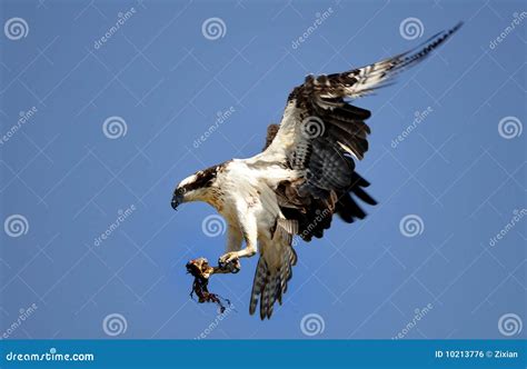 Osprey landing stock photo. Image of landing, wild, outdoor - 10213776